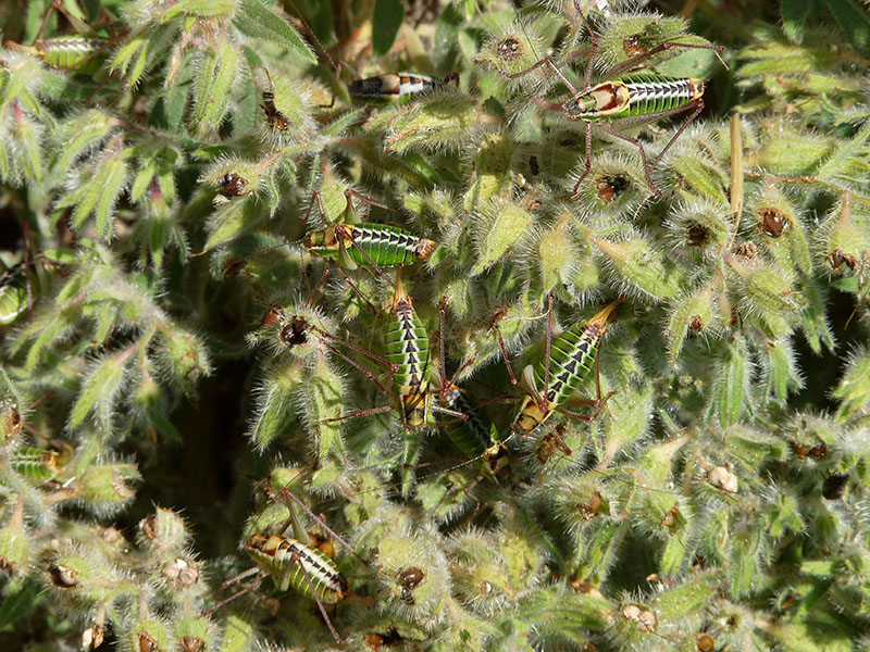 Phaneropteridae: Poecilimon cfr. superbus,  dalla Grecia